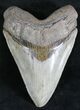 Light Colored Megalodon Tooth - Sharp Serrations #28468-1